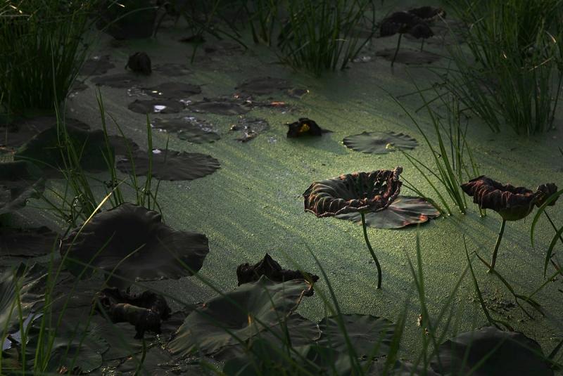 Tomohiro Muda Mizu 17 Water 17 2007