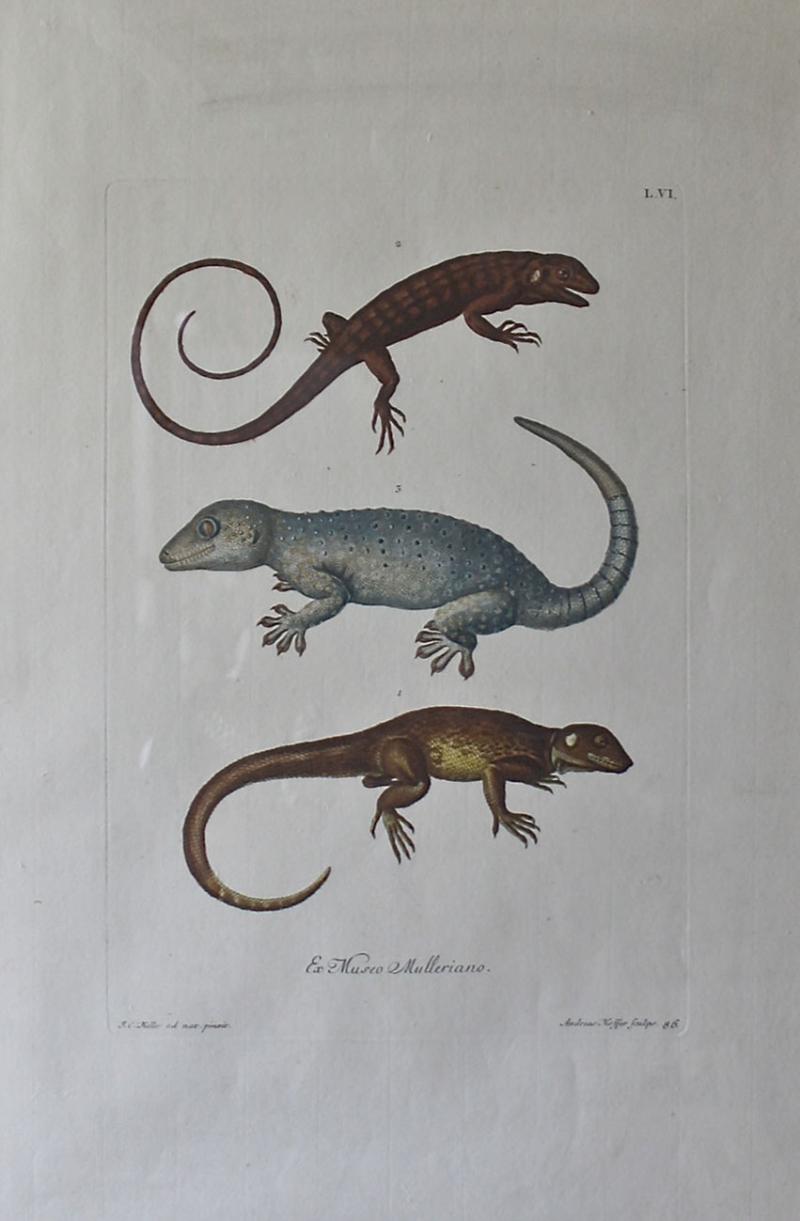 Trio of G W Knorr Zoological Engravings