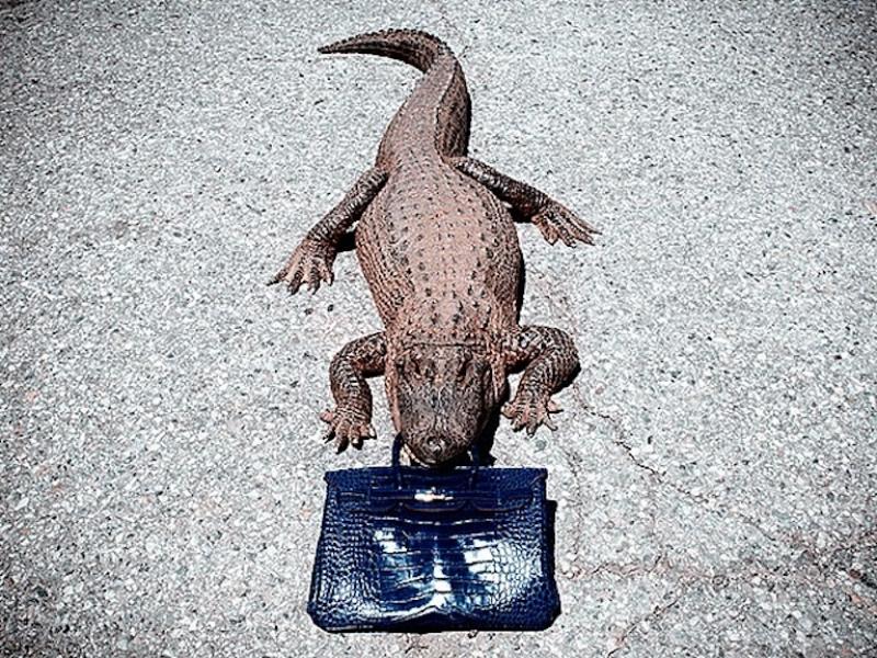 Tyler Shields Gator