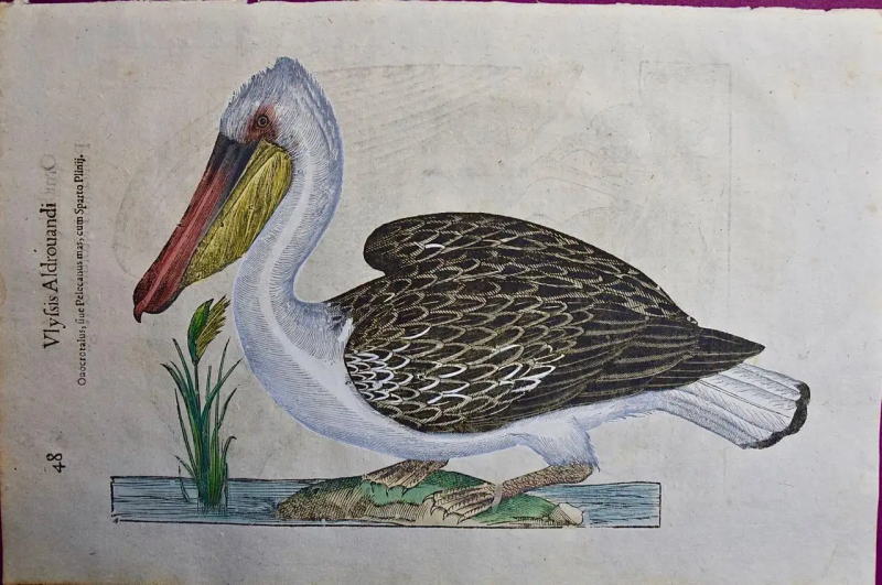Ulisse Aldrovandi A 16th 17th Century Hand colored Engraving of a Pelican Bird by Aldrovandi