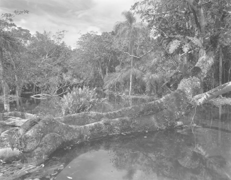 Valdir Cruz Landscape at the Wellspring of the Bonito River