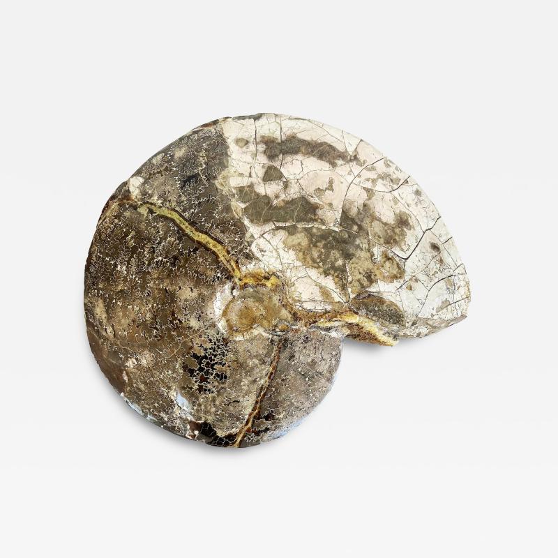 Very Large Ancient Prehistoric Ammonite Fossil Specimen