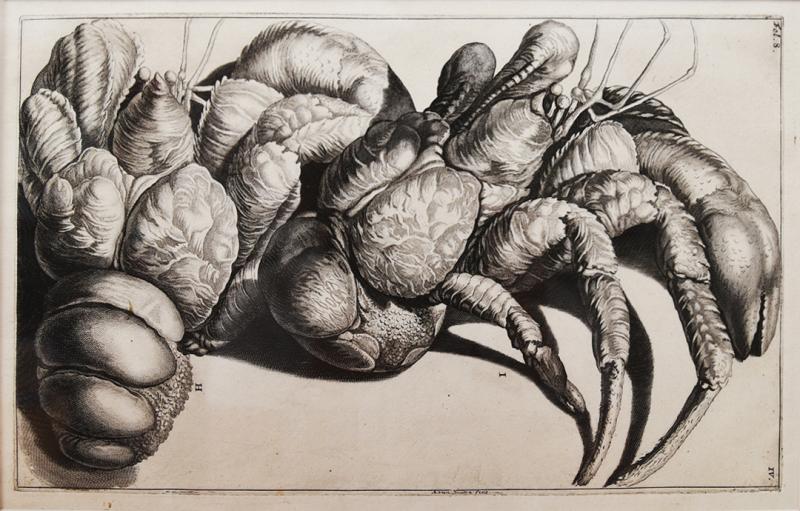 WALTER SPIES WALTER SPIES Insect Studies WATERCOLORS Set of 4