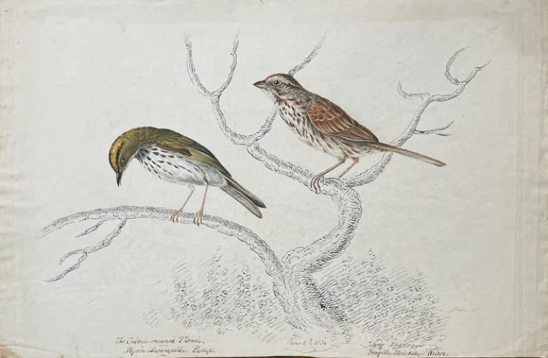 WILLIAM POPE THE GOLDEN CROWNED THRUSH SYLVIA AURACAPILLA BONAP JUNE 10TH 1834