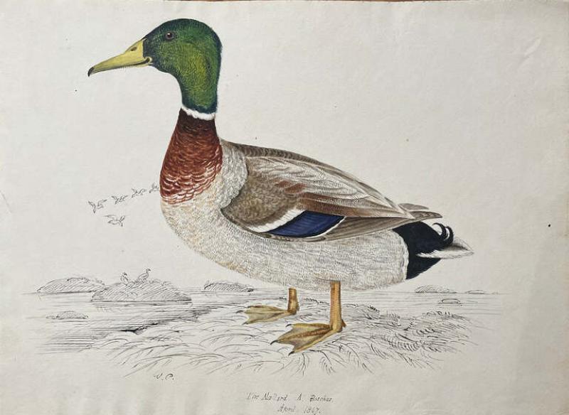 WILLIAM POPE THE MALLARD A BOSCHES APRIL 1847