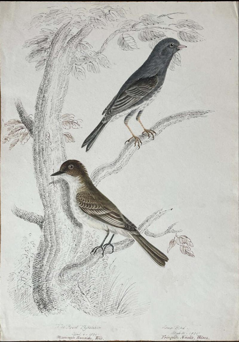 WILLIAM POPE THE PEOWIT FLYCATCHER APRIL 4 1836 MUSCICAPA NUNCIOLA WILS 