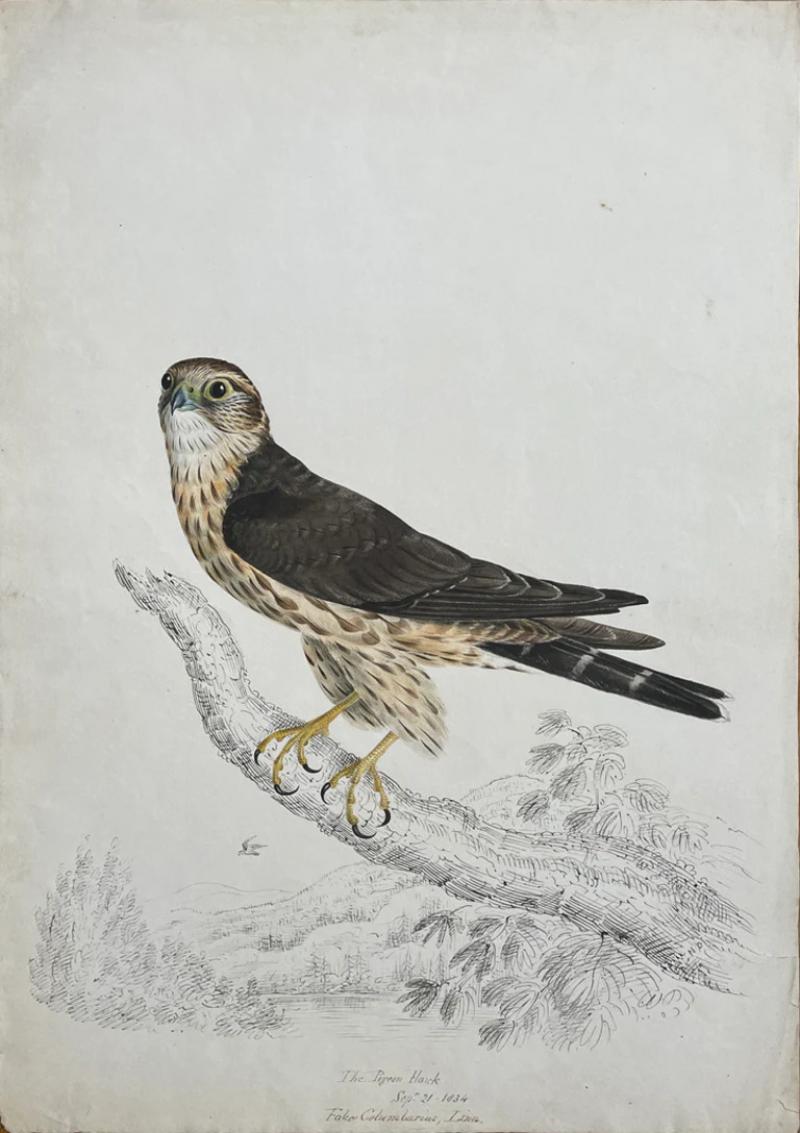 WILLIAM POPE THE PIGEON HAWK SEPT 21 1834 FALCO COLUMBARIUS LINN 