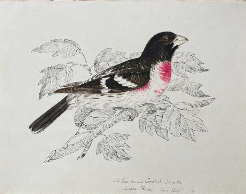 WILLIAM POPE THE ROSE BREASTED GROSBEAK IOXIA ROSEA JUNE 1845