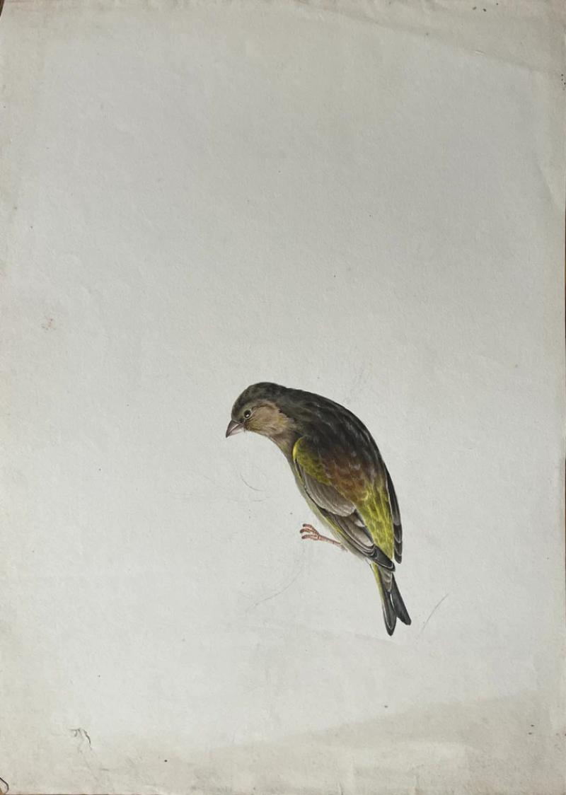 WILLIAM POPE UNTITLED UNIFINISHED YELLOW BIRD 