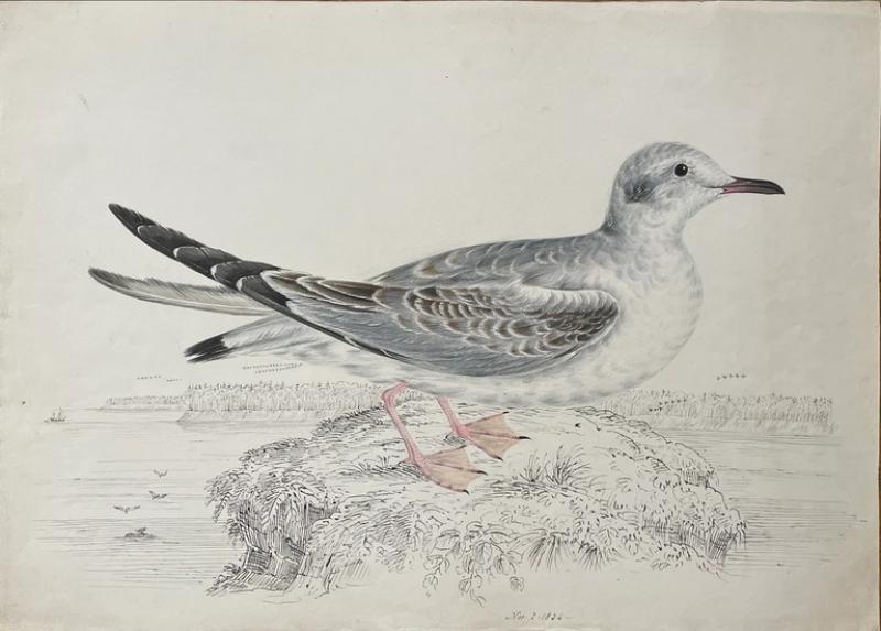 WILLIAM POPE WILLIAM POPE BRITISH CANADIAN 1811 1902 UNTITLED GULL 