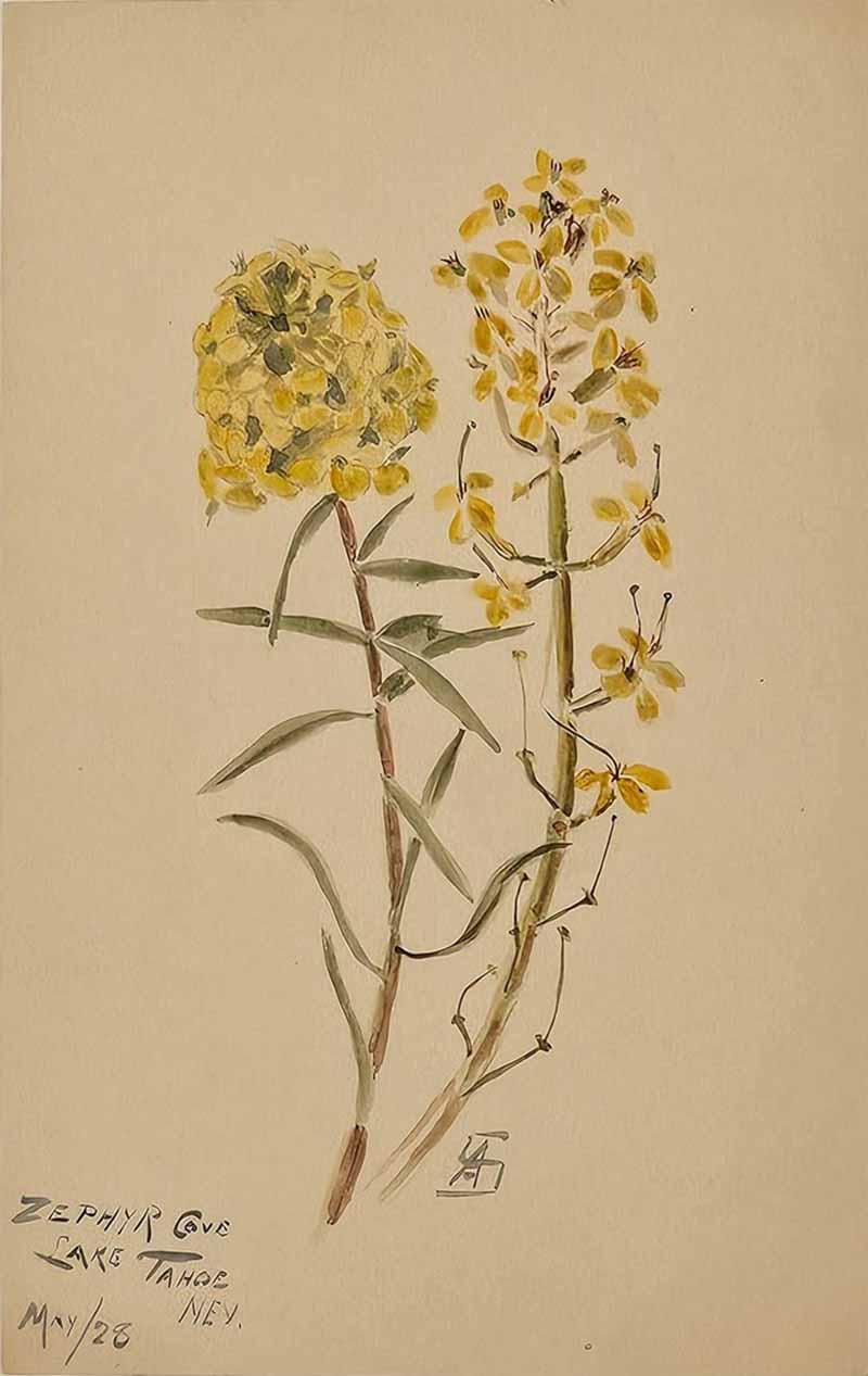 Watercolor Botanical U S A dated 1928