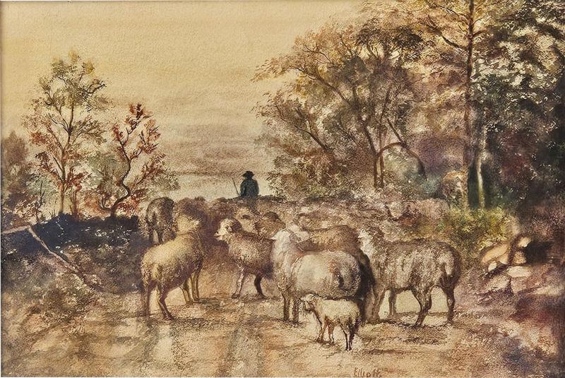 Watercolor of Sheep U S A circa 1950