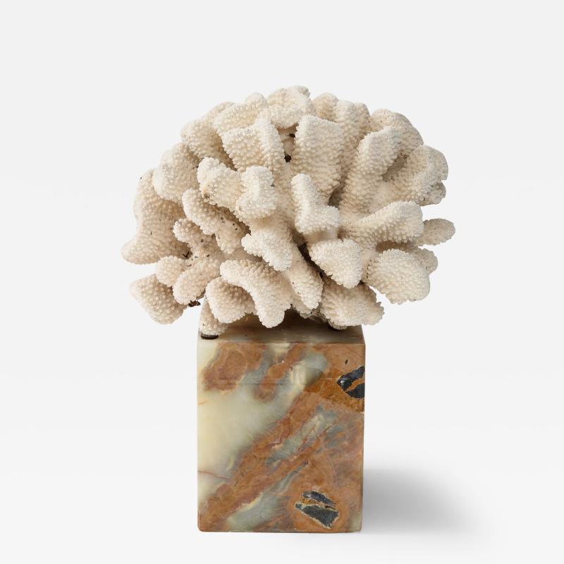 White Coral Sculpture on Marble Base