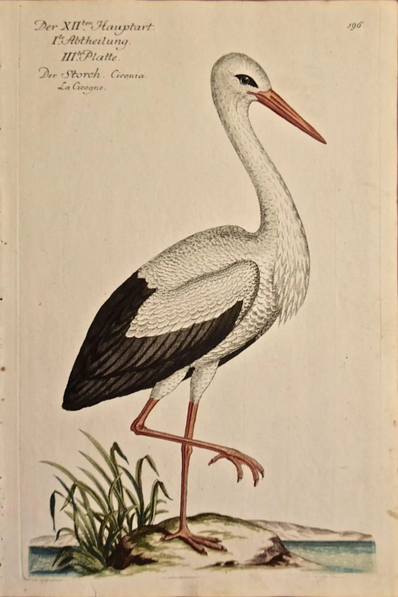 White Stork Storch Ciconia An 18th Century Hand colored Frisch Engraving