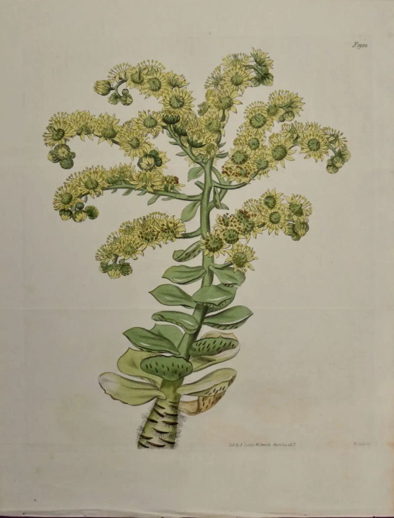 William Curtis A 19th Century Hand colored Engraving of a Flowering Houseleek Plant by Curtis