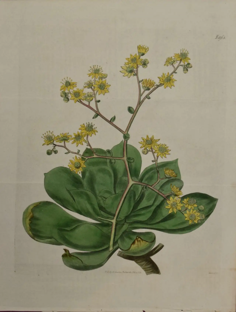 William Curtis A 19th Century Hand colored Engraving of a Flowering Houseleek Plant by Curtis