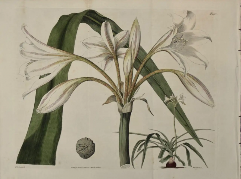 William Curtis Flowering Crinum Plant A 19th Century Hand colored Engraving by Curtis