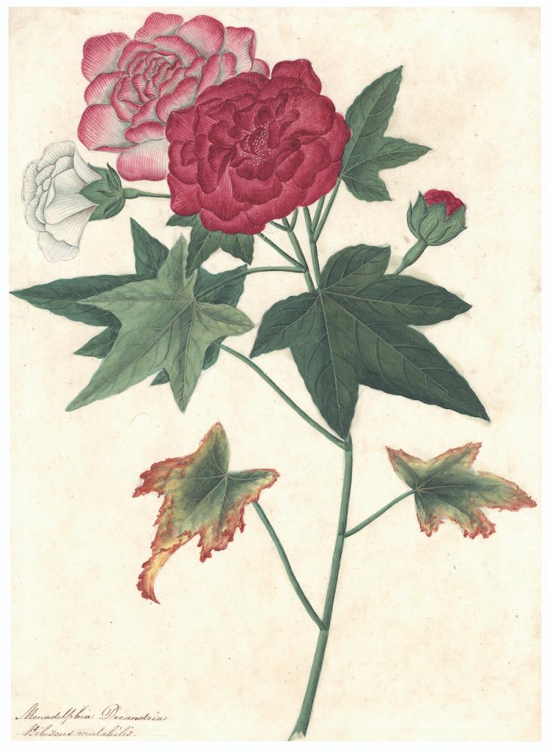 William Roxburghe Hibiscus