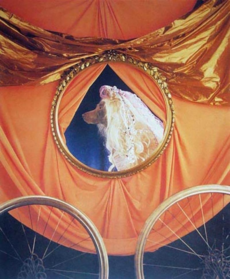 William Wegman Coach from the Cinderella Portfolio