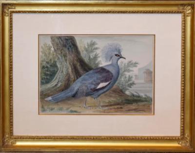  AERT SCHOUMAN A CROWNBIRD AT THE FOOT OF A TREE A TERRACE IN THE BACKGROUND