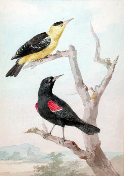  AERT SCHOUMAN AERT SCHOUMAN DUTCH 1710 1792 A RED WINGED STARLING WITH ANOTHER BIRD