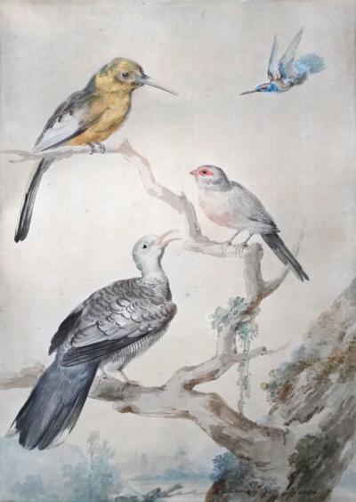  AERT SCHOUMAN AERT SCHOUMAN DUTCH 1710 1792 THREE BIRDS ON A BRANCH