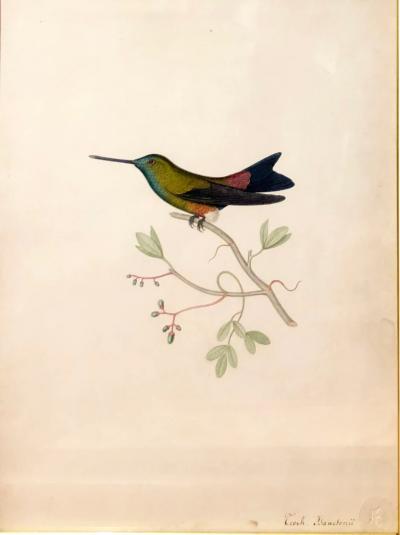  ALPHONSE PREVOST ERIOCNEMIS ISAACSONII ISAACSON S PUFFLEG HUMMINGBIRD 