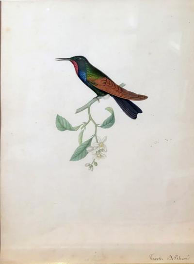  ALPHONSE PREVOST LAMPROLAIMA RHAMI GARNET THROATED HUMMINGBIRD 