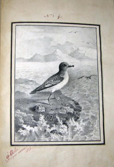  ANTOINE CHARLES THELOT OISEAUX DESSINES D APRES NATURE A LA PLUME 