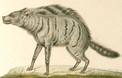  ANTOINE CHARLES VAUTHIER ANTOINE CHARLES VAUTHIER FRENCH 1790 1879 HYENA