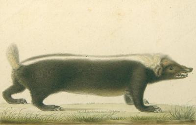  ANTOINE CHARLES VAUTHIER ANTOINE CHARLES VAUTHIER FRENCH 1790 1879 SUNDA STINK BADGER