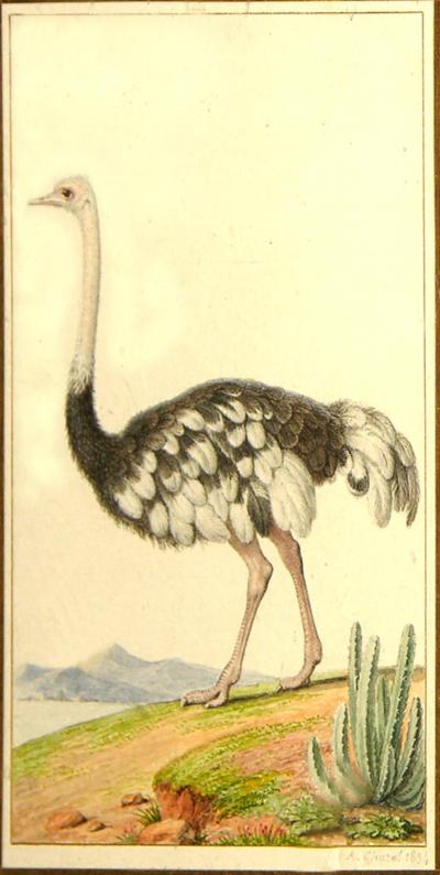  ANTOINE CHAZAL ANTOINE CHAZAL FRENCH 1793 1854 OSTRICH