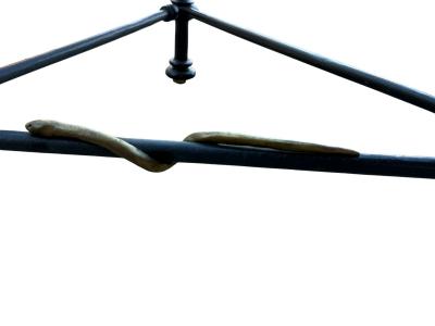  Alberto Diego Giacometti BRUTALIST SCULPTED METAL GILT SNAKE COFFEE TABLE IN THE MANNER OF GIACOMMETTI