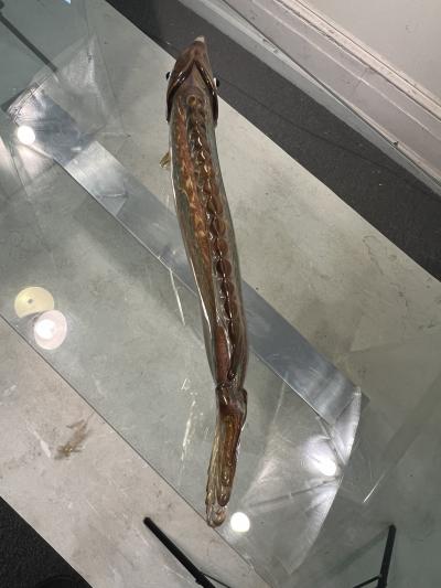  C R C Murano MID CENTURY BEAUTIFULLY COLORED HAND BLOWN MURANO FISH