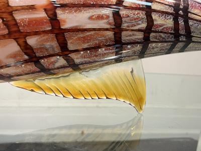  C R C Murano MID CENTURY VIBRANT RED AND GOLD STRIPED MURANO GLASS FISH