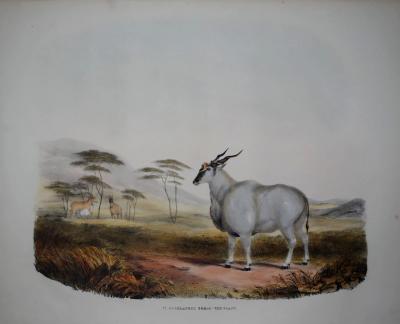  CAPTAIN W CORNWALLIS HARRIS CAPTAIN W CORNWALLIS HARRIS 1807 1848 PLATE VI THE ELAND