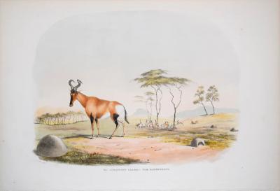  CAPTAIN W CORNWALLIS HARRIS CAPTAIN W CORNWALLIS HARRIS 1807 1848 PLATE VII THE HARTEBEEST ANTELOPE 