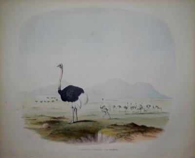  CAPTAIN W CORNWALLIS HARRIS CAPTAIN W CORNWALLIS HARRIS 1807 1848 PLATE X THE OSTRICH