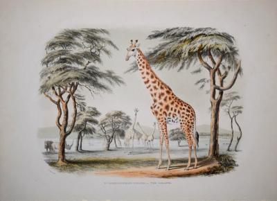  CAPTAIN W CORNWALLIS HARRIS CAPTAIN W CORNWALLIS HARRIS 1807 1848 PLATE XI THE GIRAFFE