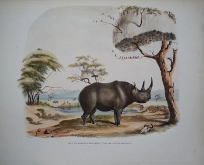  CAPTAIN W CORNWALLIS HARRIS CAPTAIN W CORNWALLIS HARRIS 1807 1848 PLATE XVI THE AFRICAN RHINOCEROS