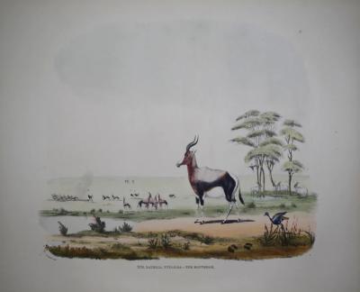  CAPTAIN W CORNWALLIS HARRIS CAPTAIN W CORNWALLIS HARRIS 1807 1848 PLATE XVII THE BONTEBOK ANTELOPE 