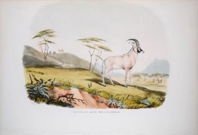  CAPTAIN W CORNWALLIS HARRIS CAPTAIN W CORNWALLIS HARRIS 1807 1848 PLATE XVIII THE ROAN ANTELOPE