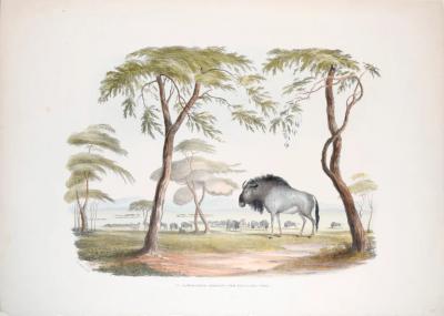  CAPTAIN W CORNWALLIS HARRIS PLATE IV THE BRINDLED GNOO GNU AKA THE BLUE WILDEBEEST