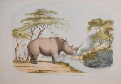  CAPTAIN W CORNWALLIS HARRIS PLATE XIX THE SQUARE NOSED OR WHITE RHINOCEROS