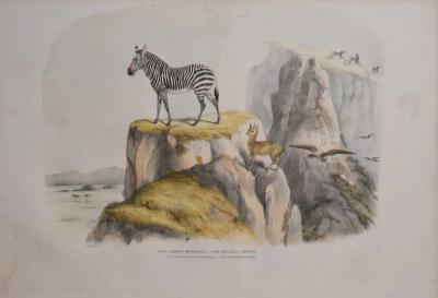  CAPTAIN W CORNWALLIS HARRIS PLATE XXIV THE MODERN ZEBRA THE KLIPSPRINGER