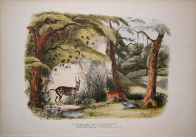  CAPTAIN W CORNWALLIS HARRIS PLATE XXVI THE BUSHBUCK THE GRYSBOK THE CERULEAN ANTELOPE