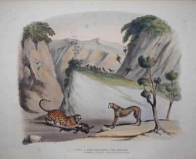  CAPTAIN W CORNWALLIS HARRIS PLATE XXVIII THE LEOPARD THE HUNTING PARD