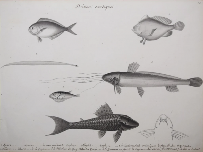  CHRISTOPHE PAULIN DE LA POIX DE FREMENVILLE CHRISTOPHE PAULIN DE LA POIX DE FREMINVILLE 1747 1848 POISSONS EXOTIQUES