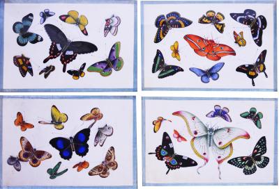  China School China Export Watercolours on Pith PAper set of Twelve Butterflies