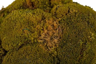  Chinese Porcelain Pair of Chinese Porcelain Cylindrical Planters Cachepots